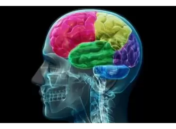 Beyindeki Koku Bölgeleri