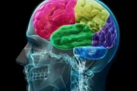 Beyindeki Koku Bölgeleri