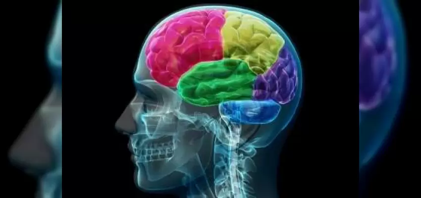 Beyindeki Koku Bölgeleri