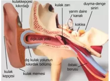 Kulak Anatomisi