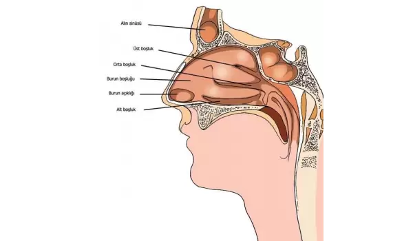 nasil koku aliriz prof dr aytug altundag