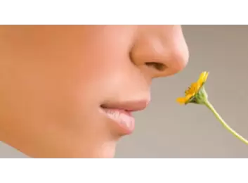 Koku Alma Bozukluğu Ameliyatı